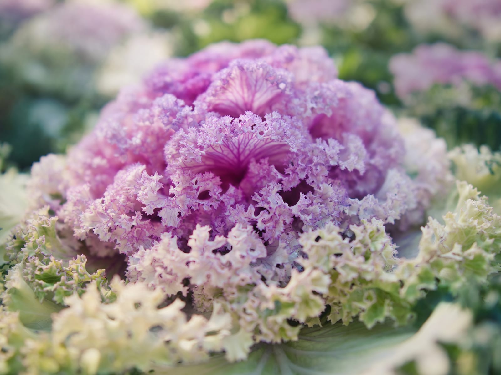 Ornamental kale