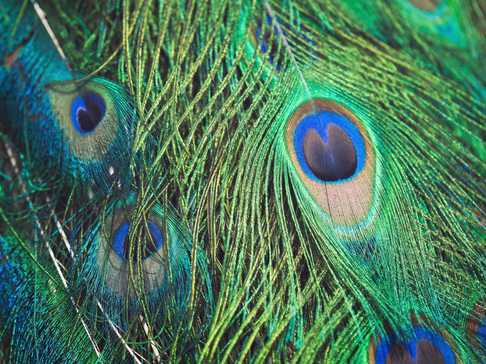 Peacock feathers