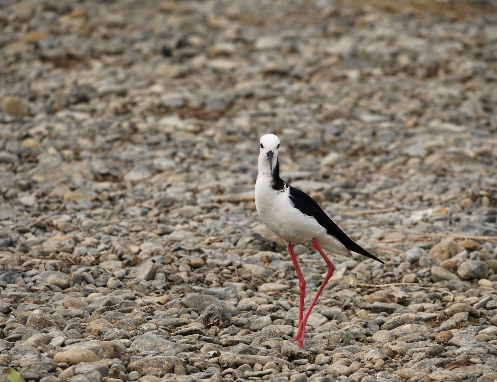 Pied stilt