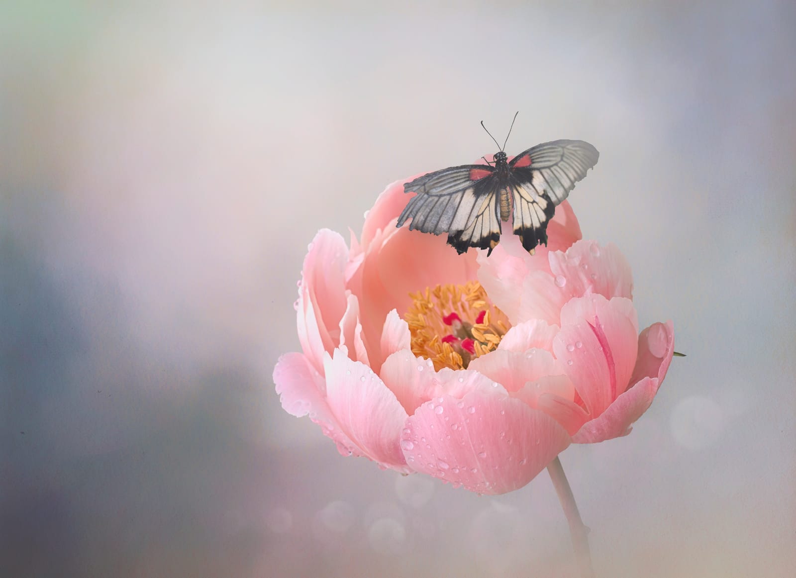 Pink peony and friend