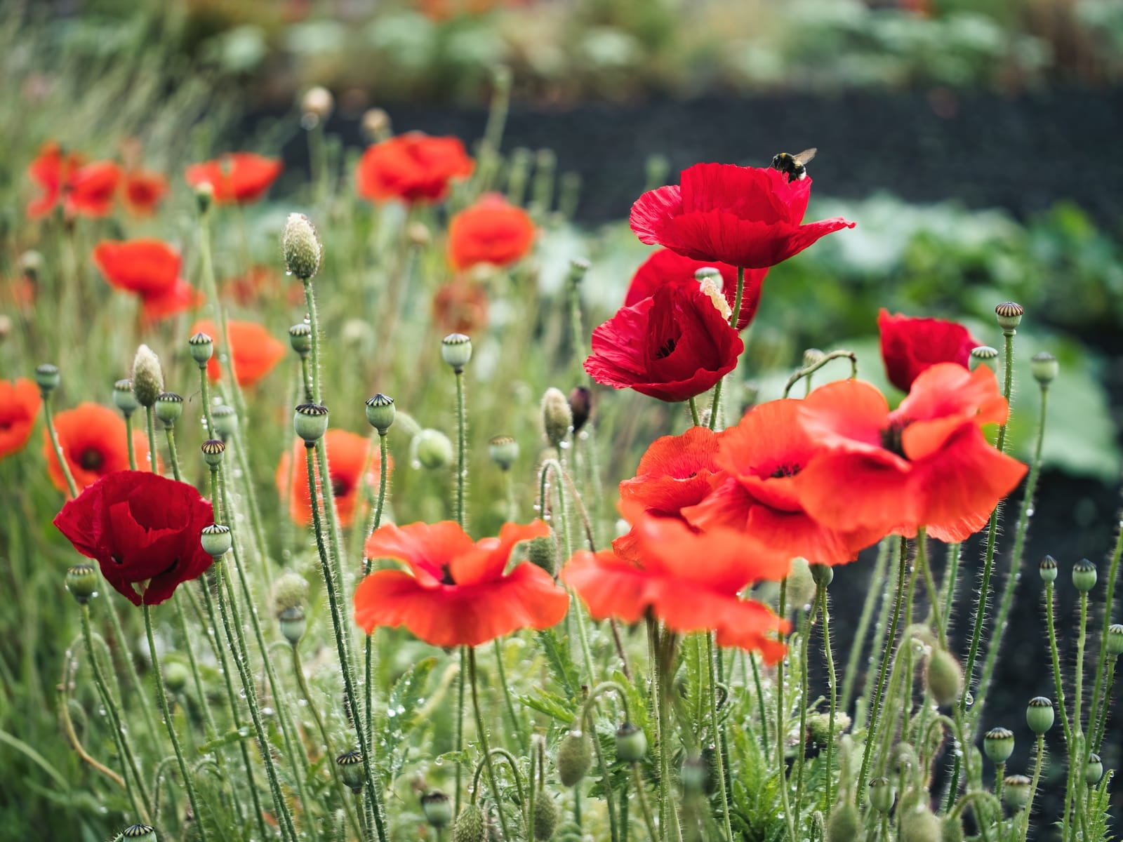 Poppies