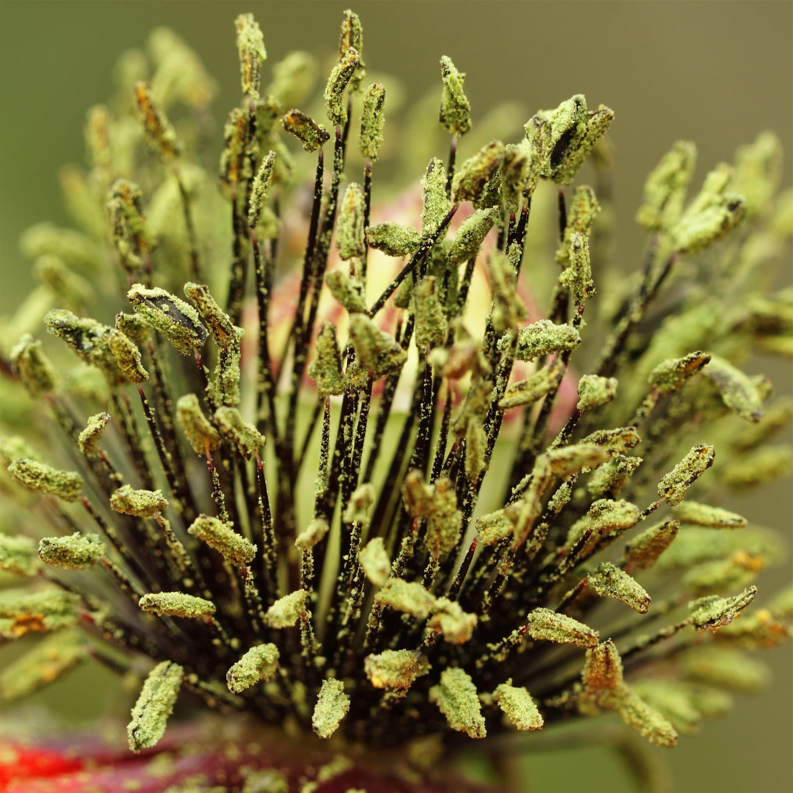 Poppy stamens