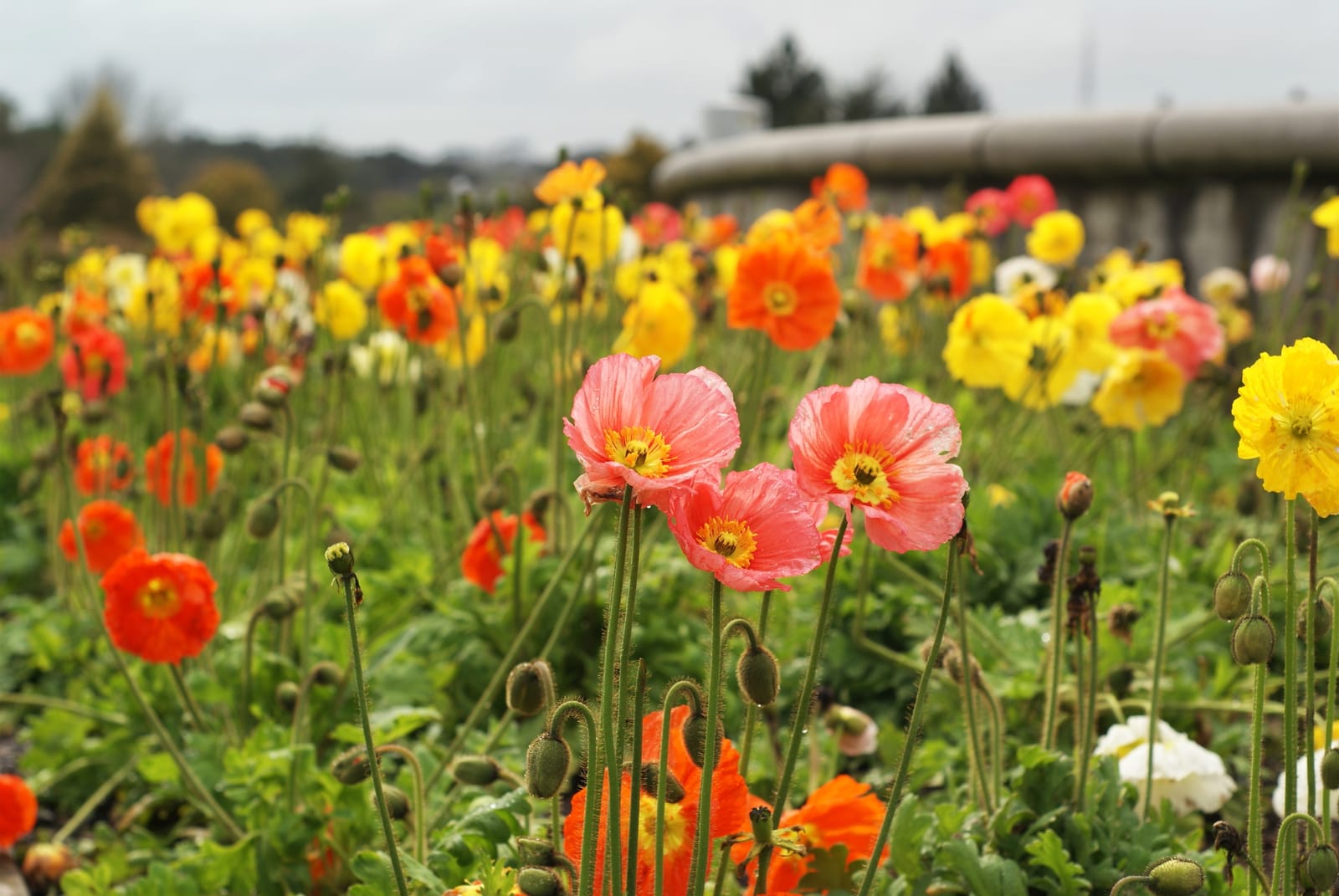 Poppies at the botanical garden