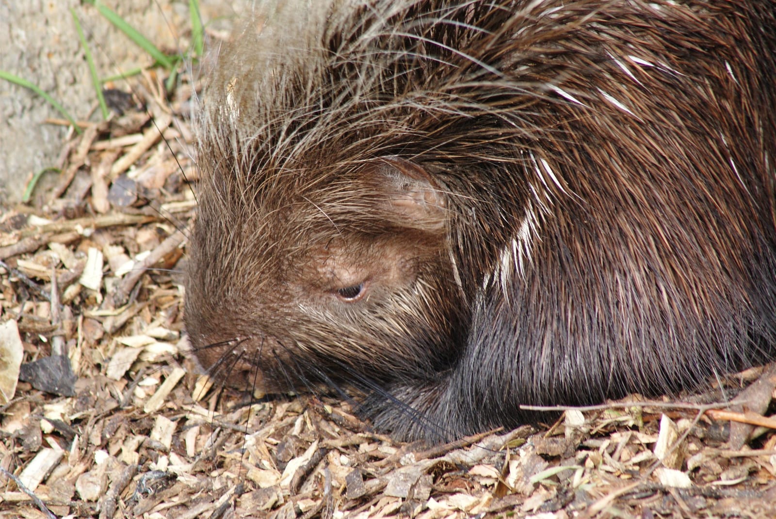 Porcupine