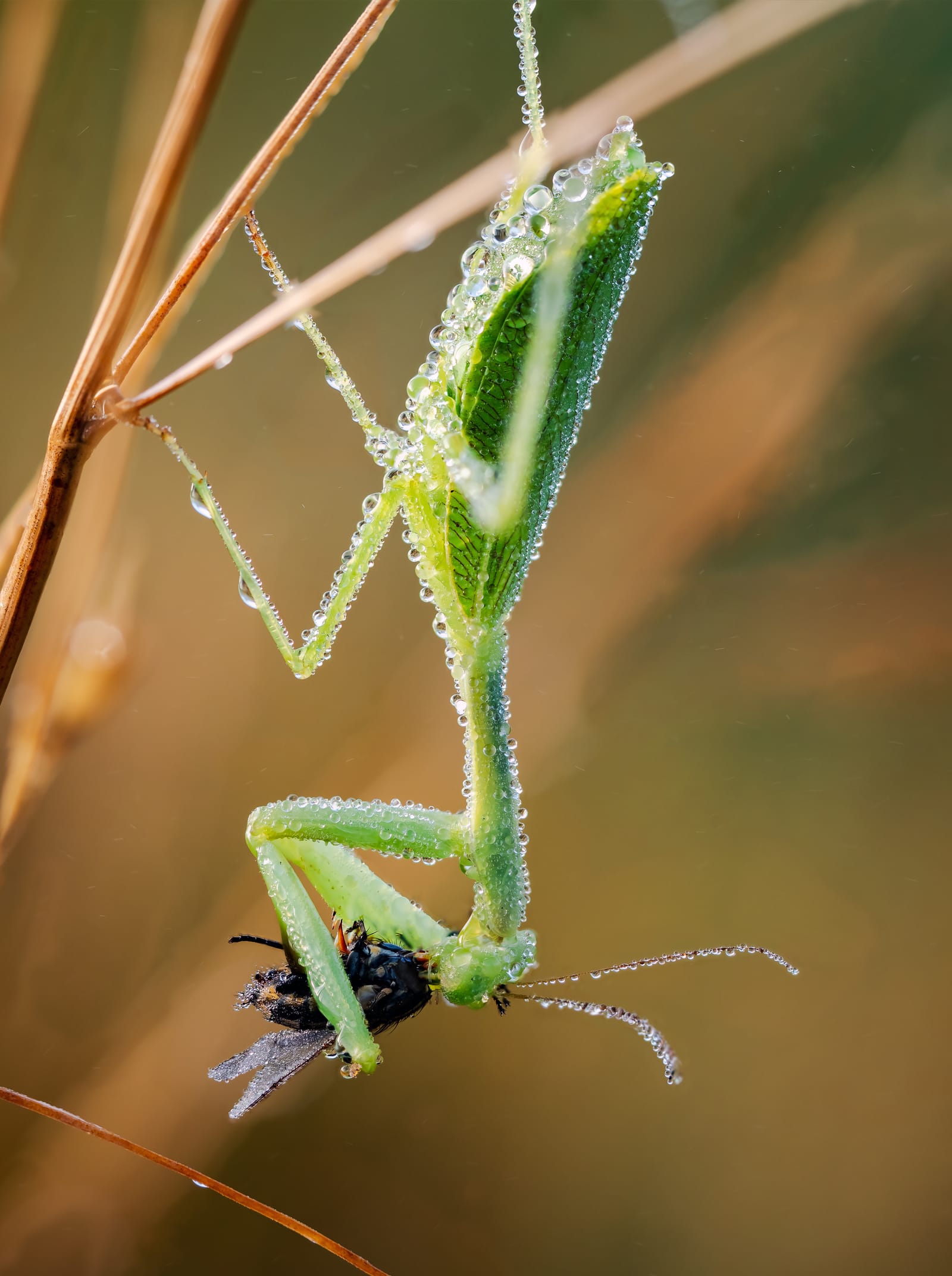 Preying mantis eating fly