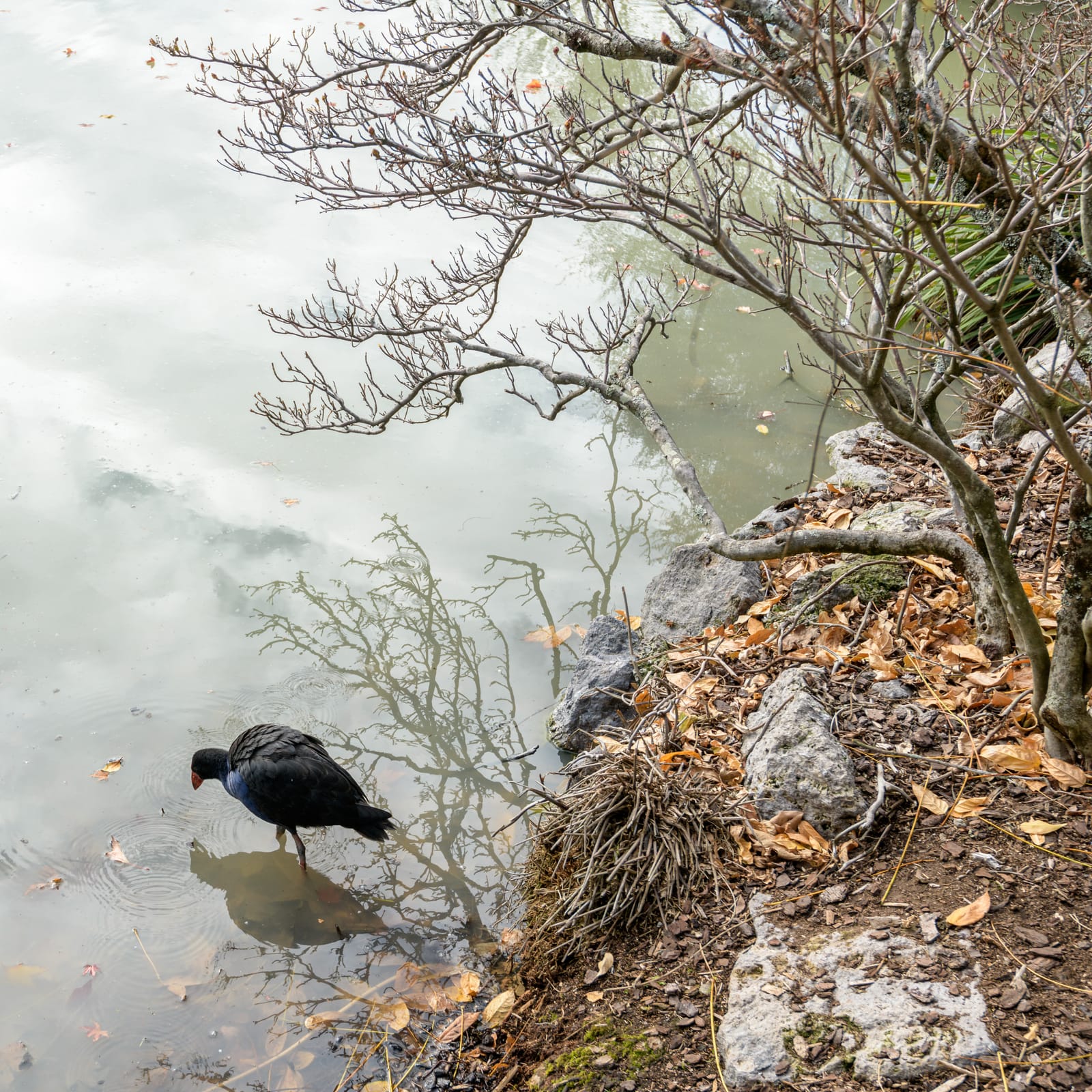 Pukeko Rotorua