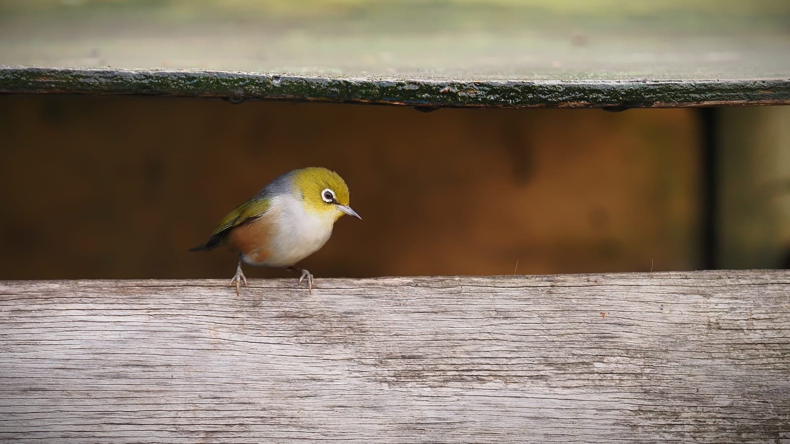 Silvereye Tauhou