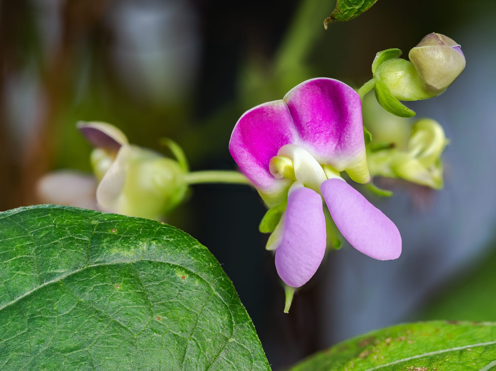 Snow pea flower