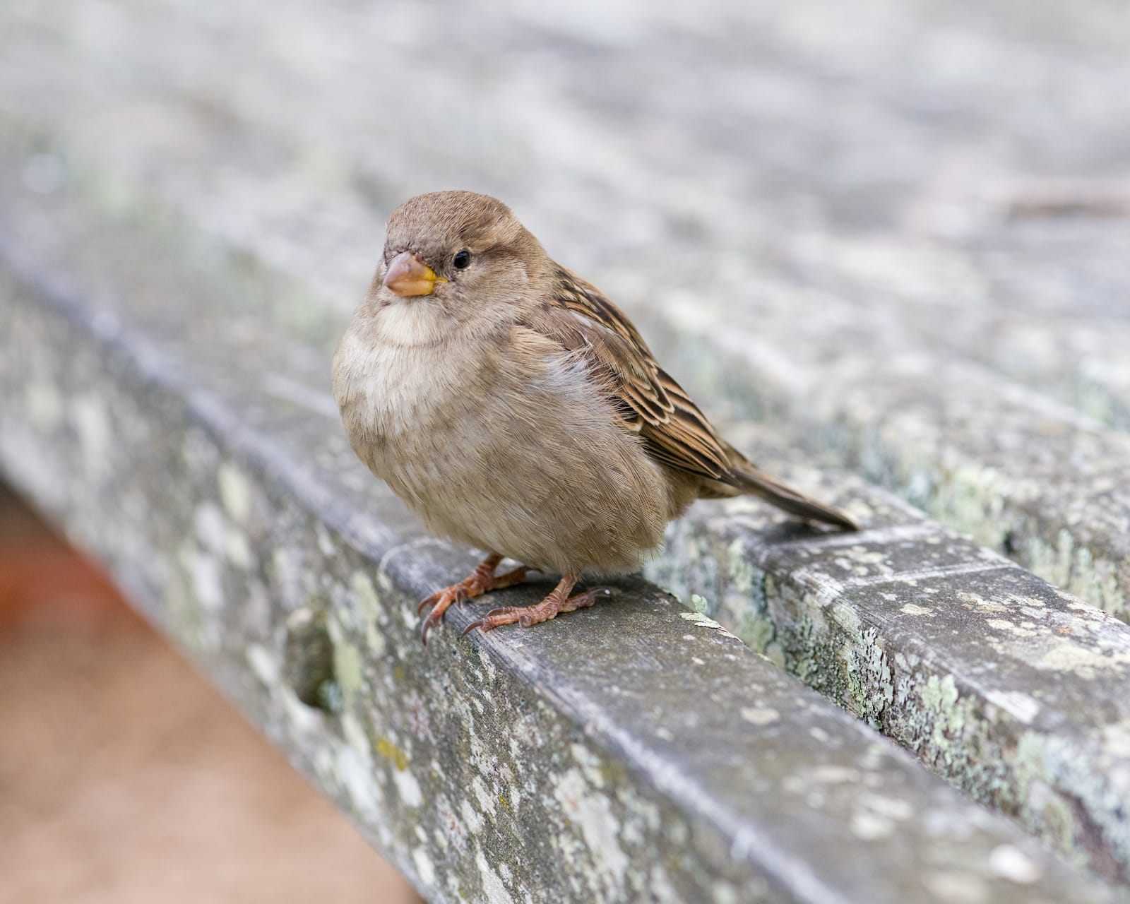 Sparrow on cafe table
