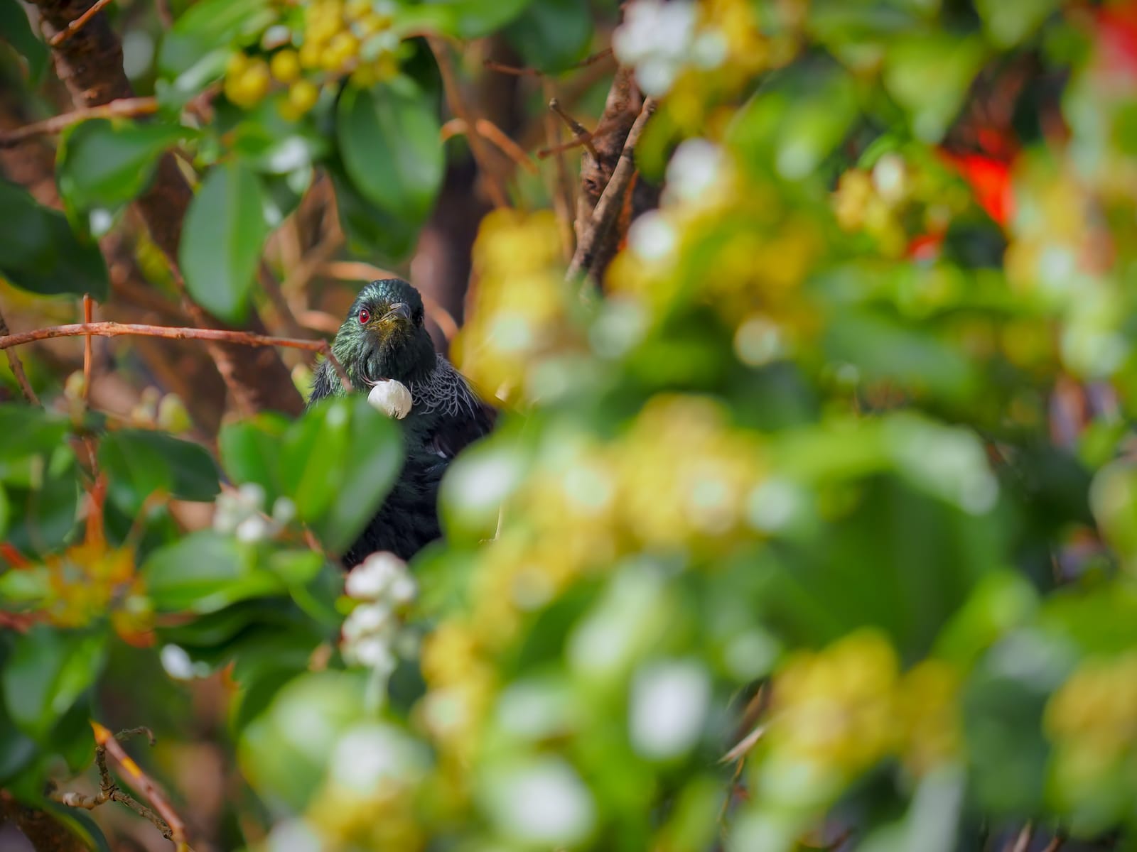 Tūī among foliage