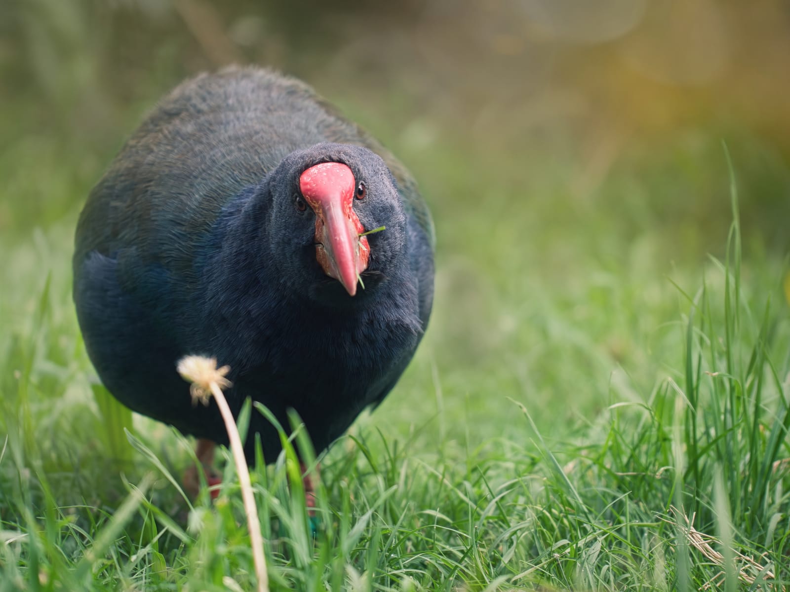 Takahe