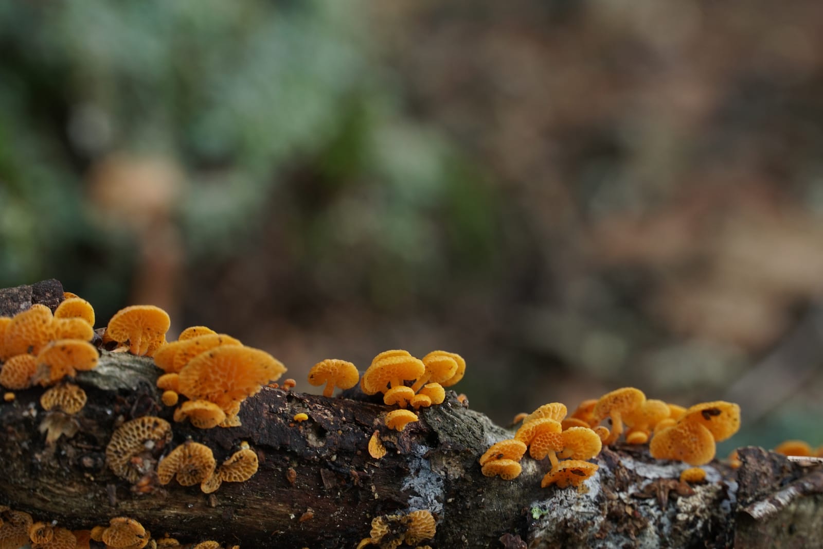 Tiny orange fungi