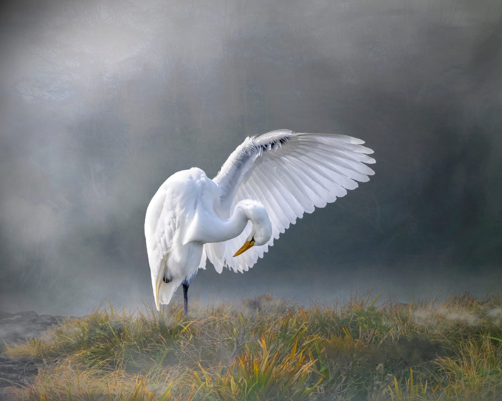 White heron