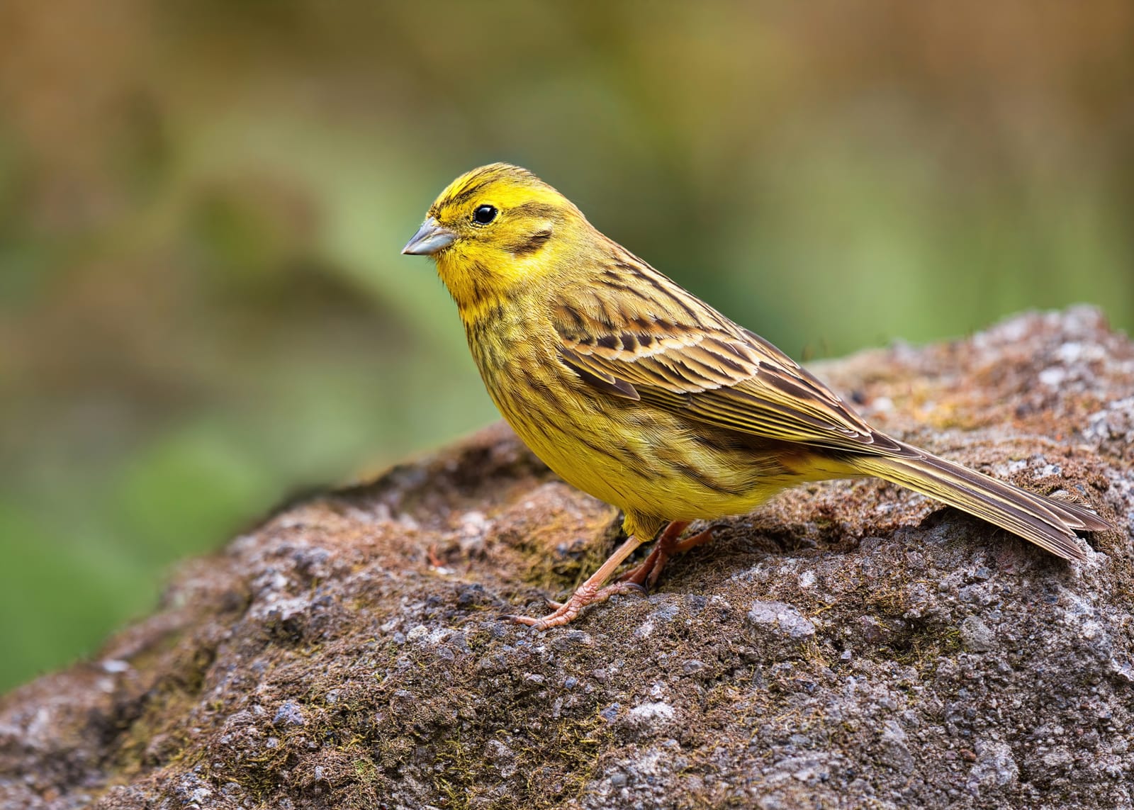 Yellowhammer