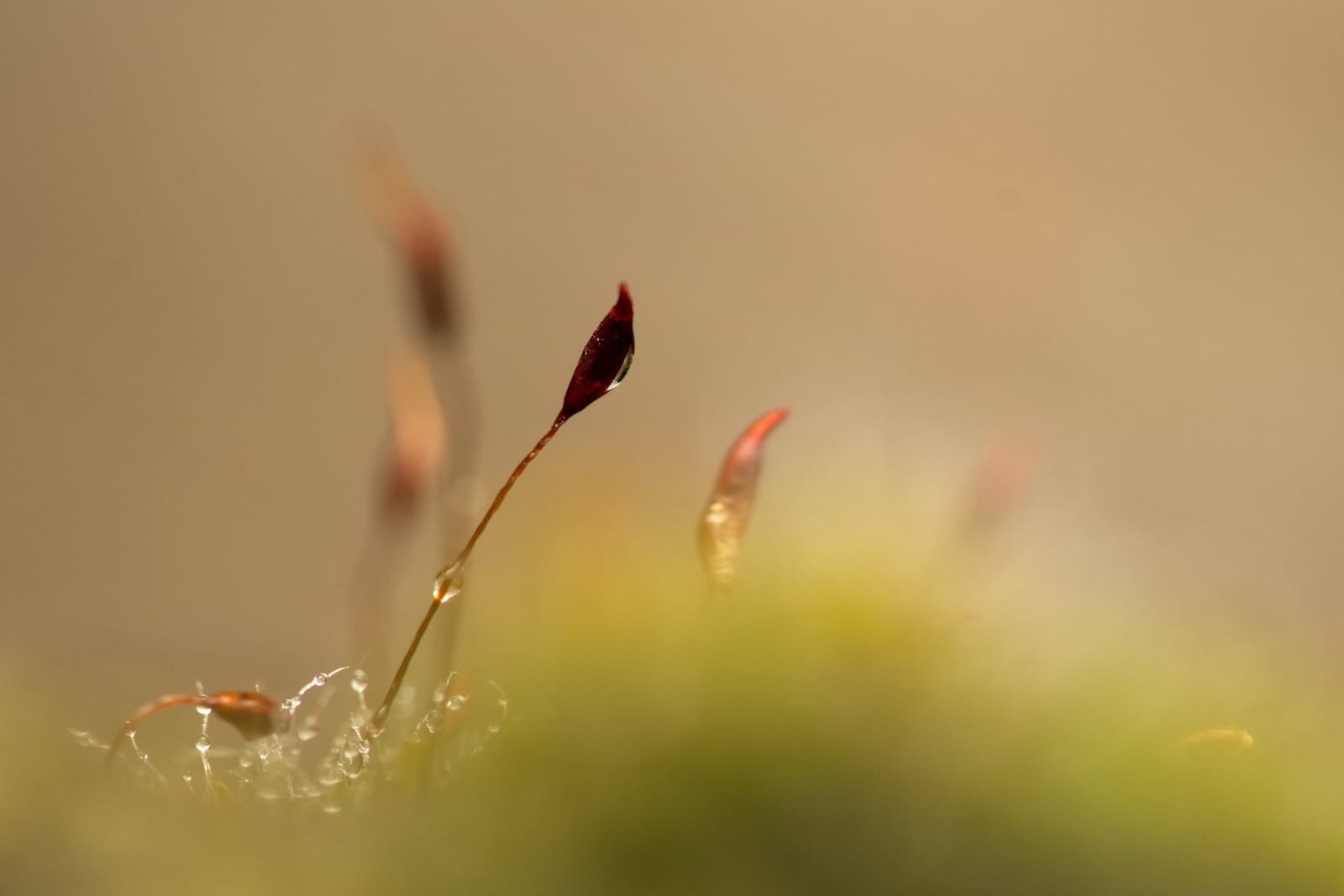 Sandy McCleary page cover image