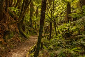 Minginui native bush post feature image