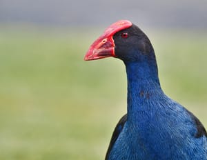 Pukeko post feature image