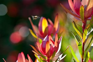 Bee flying over the Leucandendorn post feature image