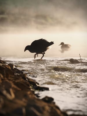 Pūkeko early steps in the mist post feature image