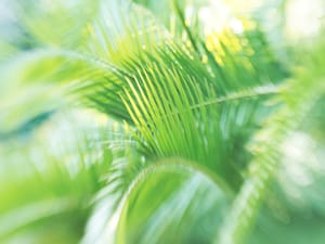 Backlit fronds post feature image