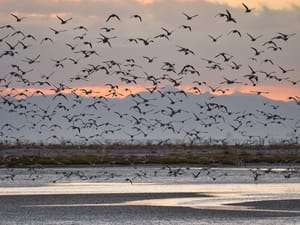 Bar-tailed Godwits in flight post feature image