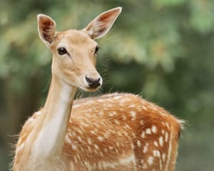 Fallow deer doe post feature image