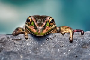 Frog post feature image