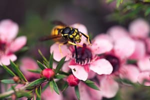 German wasp on manuka flower post feature image