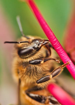 Honey bee and grevillea post feature image