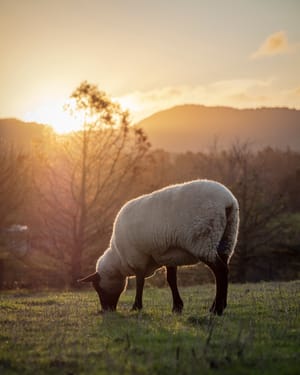 Sheep grazing field golden light post feature image