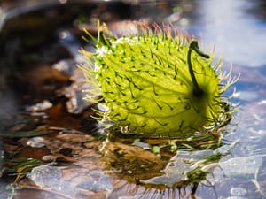 Swan plant seed pod floating post feature image