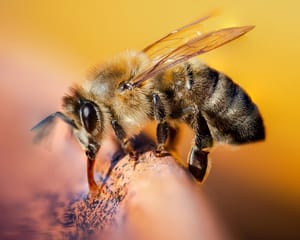 Western honey bee drinking post feature image