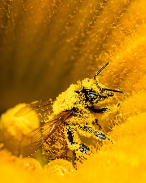 Western honey bee pollen post feature image