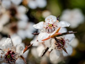 White manuka flower post feature image