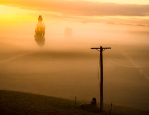 Winter fog mist field tree post feature image