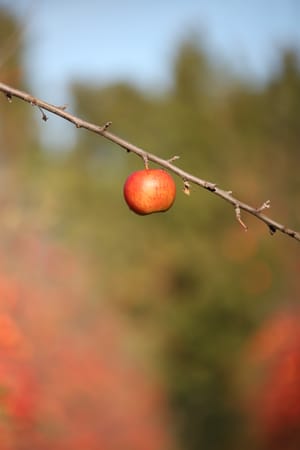 Apple hanging from branch post feature image