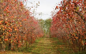 Apple orchard rows in autumn post feature image
