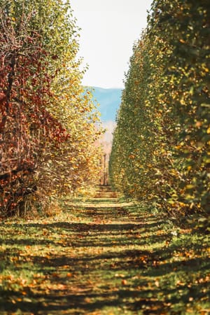 Tree-lined apple orchard pathway in autumn post feature image