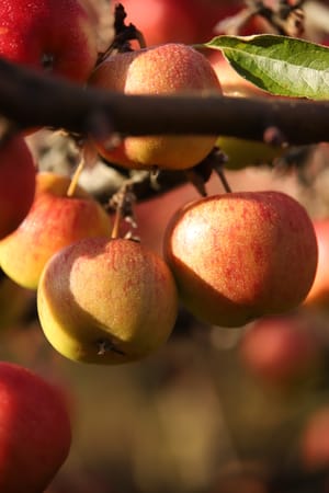 Cluster of ripe apples on tree post feature image