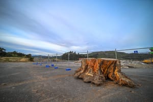 Tree stump at construction site post feature image