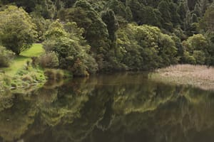 Wetland at Wainuiomata lower dam post feature image