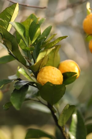 Lemon fruit among leaves post feature image