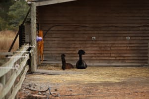 Alpacas Resting post feature image