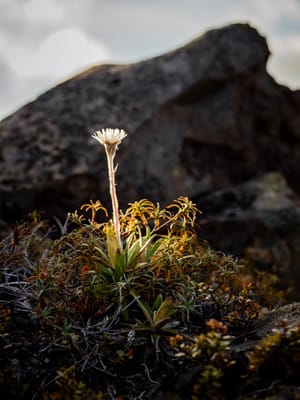 Alpine Mountain Flower post feature image
