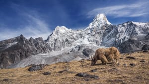 Ama Dablam post feature image