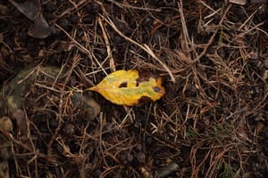 Autumn Leaf post feature image