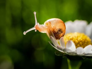 Baby Snail Daisy Flower post feature image