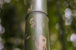 Bamboo post feature image