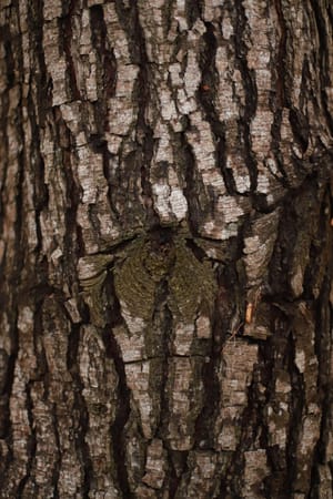 Bark Texture post feature image