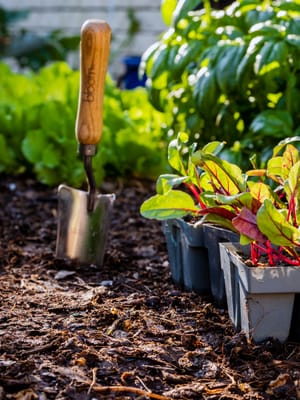 Beetroot Seedlings Home Garden post feature image
